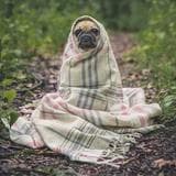 Cachorros são tudo de bom